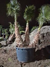 palma Washington robusta, e filifera