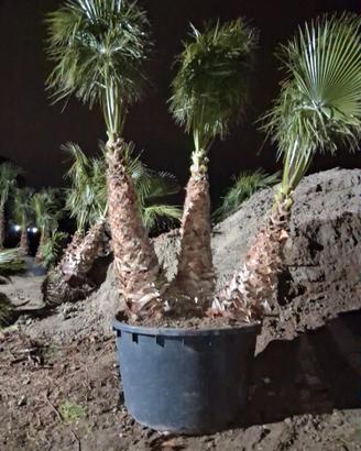 palma Washington robusta, e filifera