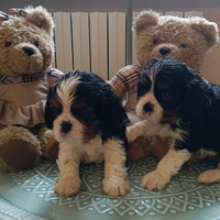 Cavalier king Ciarles Spaniel tricolor