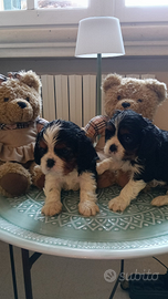Cavalier king Ciarles Spaniel tricolor