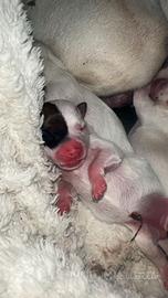 Cuccioli di Jack Russel