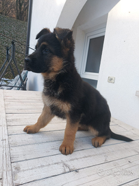 Cuccioli di Pastore Tedesco