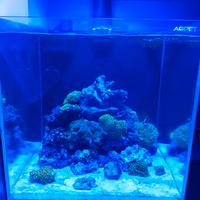 Acquario Marino Aqpet Kubic 50x50x50
