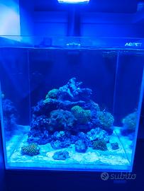 Acquario Marino Aqpet Kubic 50x50x50