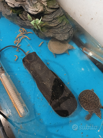 Tartarughe apalone ferox