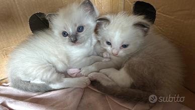Due cuccioli maschi Ragdoll nati il 27 giugno