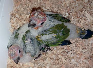 Pulli conuro del sole