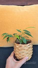 ficus beniamino