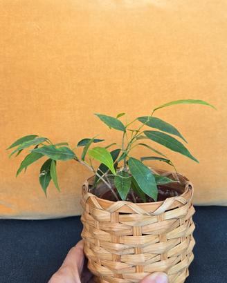 ficus beniamino