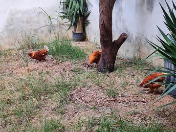 Tre galline giovani