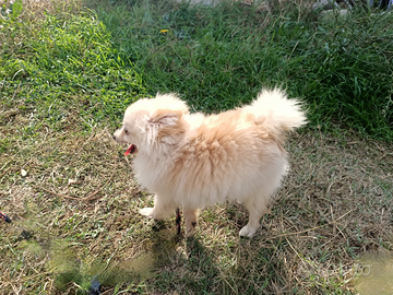 Spitz di pomerania toy