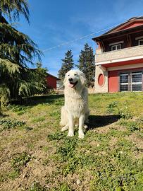 Cane Pastore maremmano