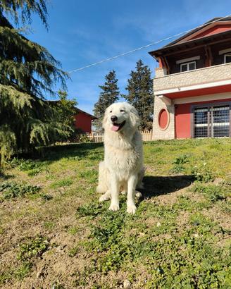 Cane Pastore maremmano