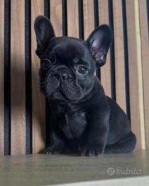 French Bulldog femminuccia
