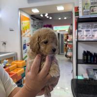 Cuccioli di maltipoo coreani