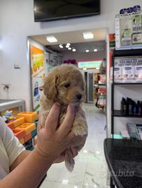 Cuccioli di maltipoo coreani