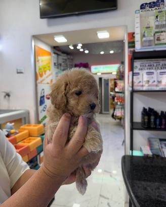 Cuccioli di maltipoo coreani