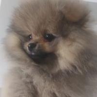 Cucciolata spitz pomerania