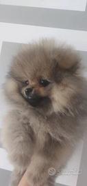 Cucciolata spitz pomerania