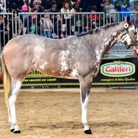 Puledra Paint x Purosangue