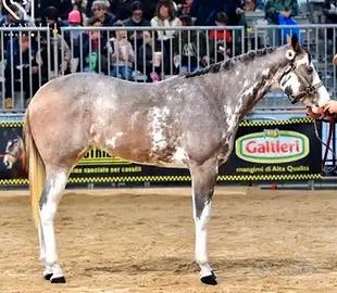 Puledra Paint x Purosangue