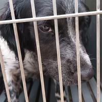 Incrocio springer breton