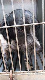 Incrocio springer breton