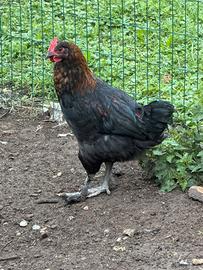 Galletti Marans