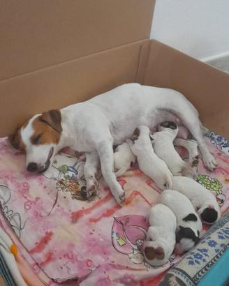 Cuccioli jek russel