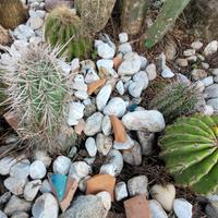 Echinocereus cactus con spine 