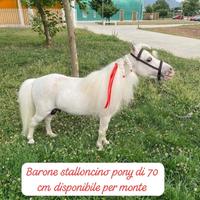 Pony per monte