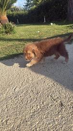 Cuccioli di cane