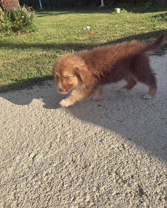 Cuccioli di cane