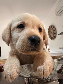 Labrador