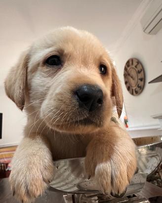 Labrador