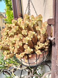 Mammilaria elongata