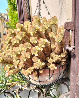 Mammilaria elongata