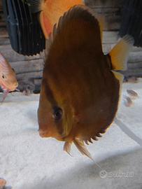 Discus