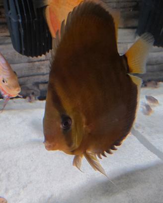 Discus