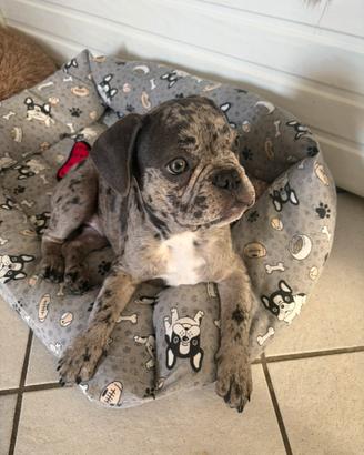 Bulldog Francese cuccioli