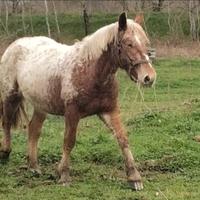Tpr x appaloosa