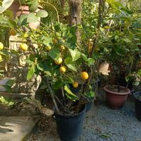 pianta limone medio-piccola