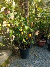 pianta limone medio-piccola