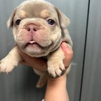 Bulldog francese
