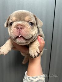 Bulldog francese