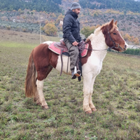 Castrone Pezzato