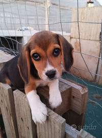 Beagle family