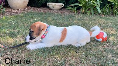 Jack Russell Terrier con Pedigree