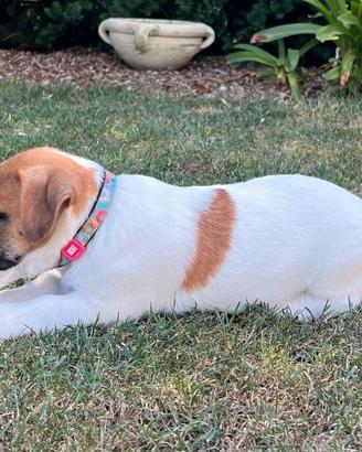 Jack Russell Terrier con Pedigree