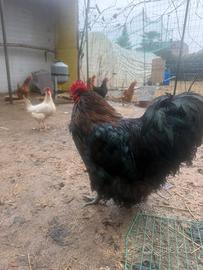 Gallo brahma